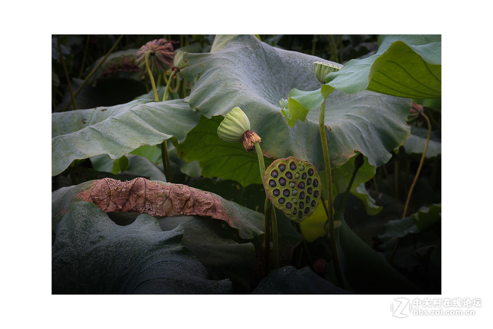 组照《是谁  偷走了我的心》