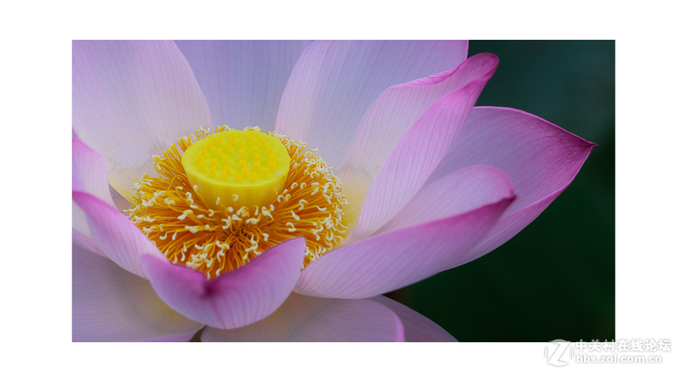 组照《是谁  偷走了我的心》