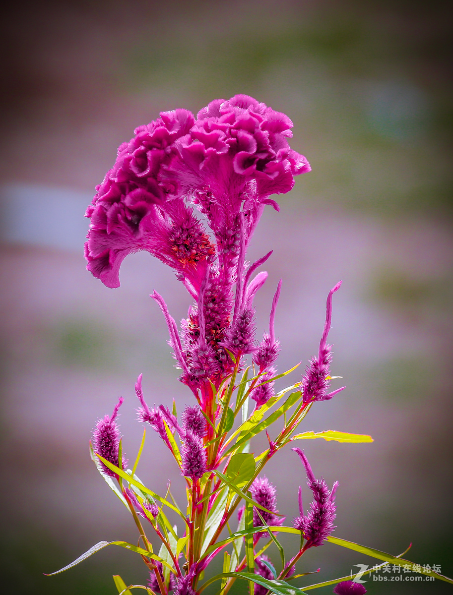 鸡冠花-中关村在线摄影论坛