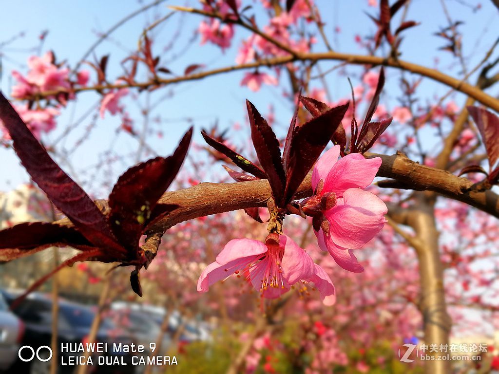 华为mate9上班途中随拍
