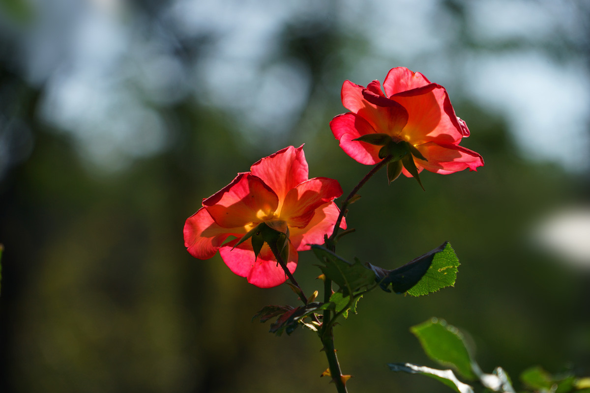 西班牙人培育的月季花叫金背大红