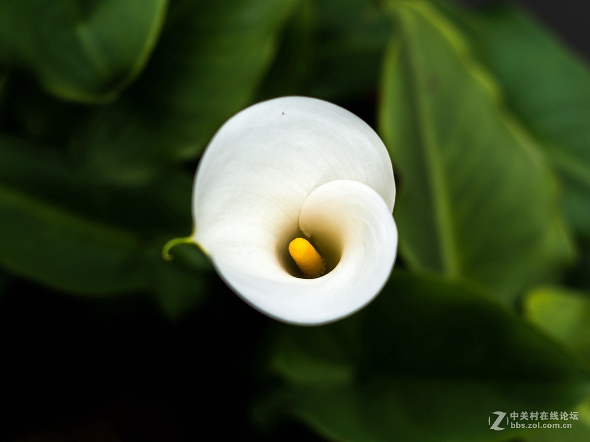 没时间外拍，小区里随拍两张！