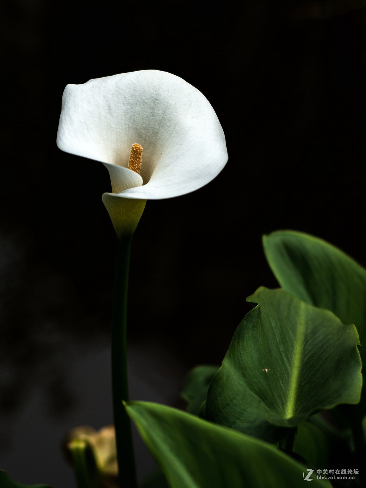 没时间外拍，小区里随拍两张！