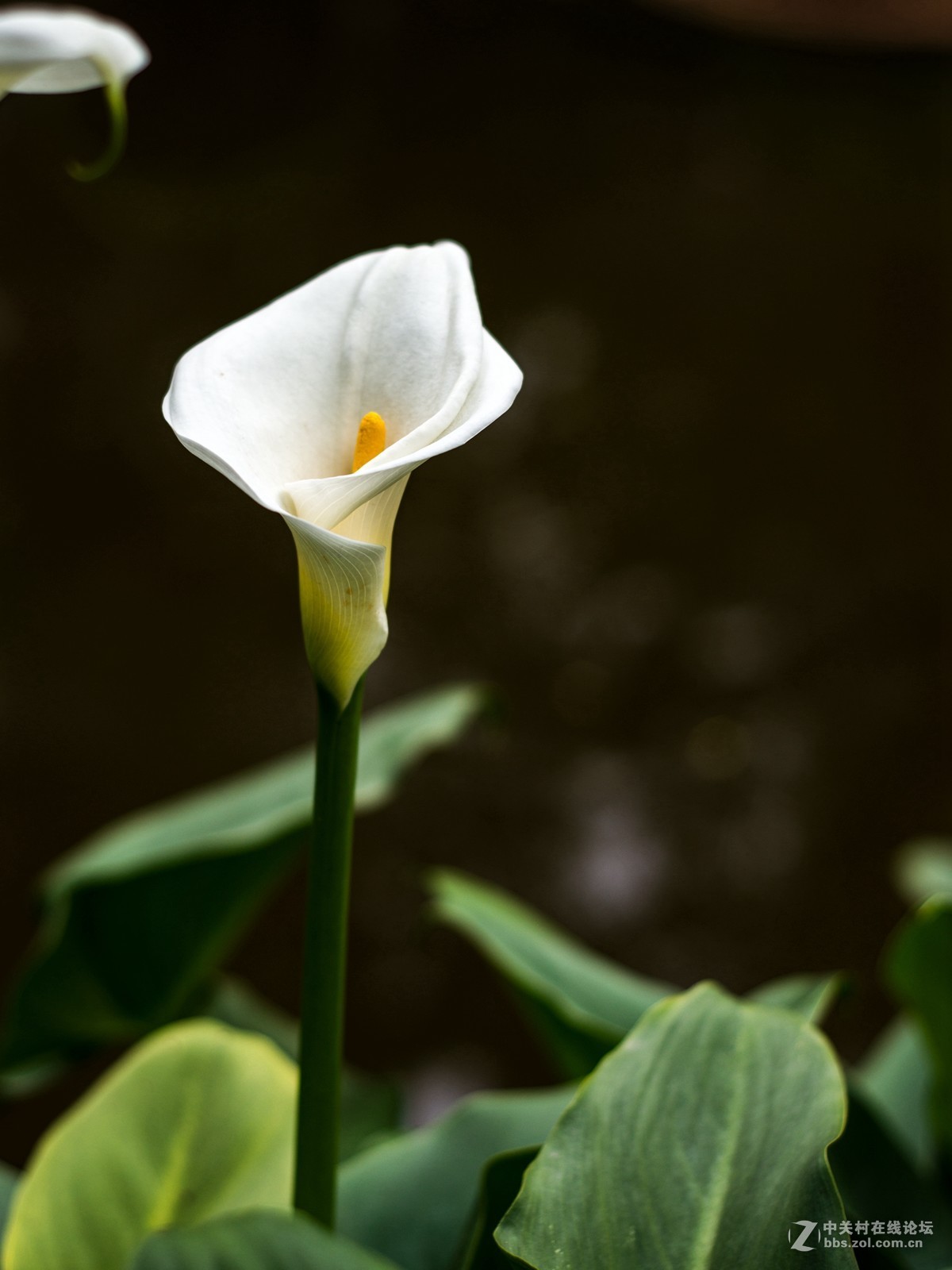 没时间外拍，小区里随拍两张！