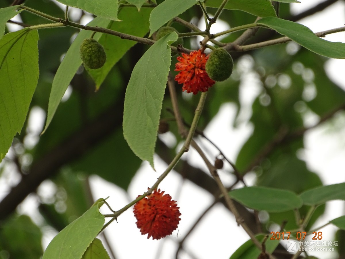 构树果熟了