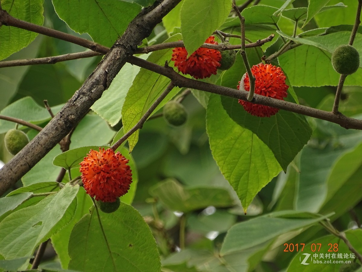 构树果熟了