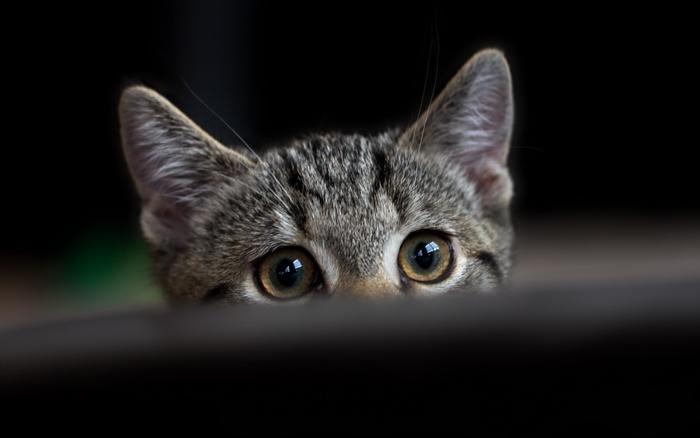 养好还要拍好才是真爱 宠物摄影小技巧