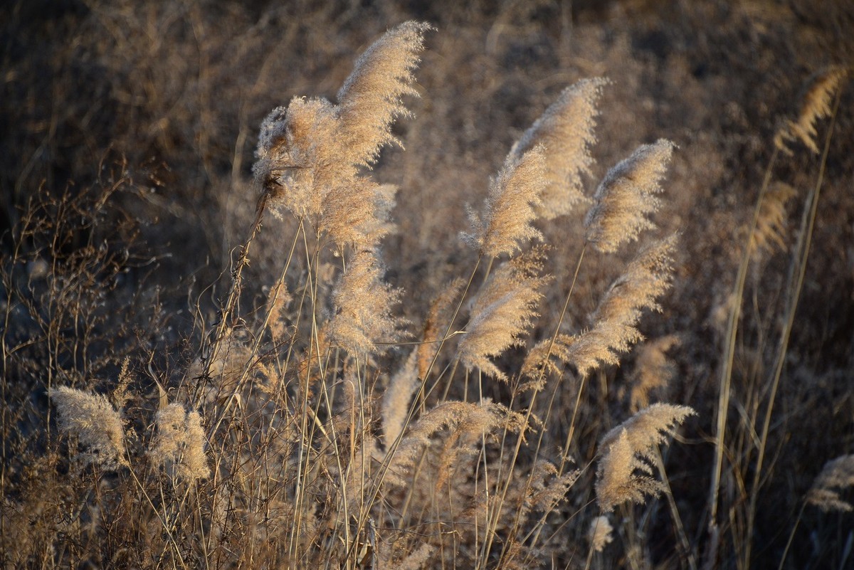 寒风凛冽溜一圈