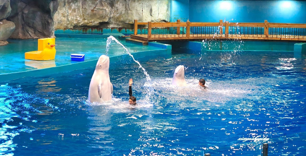 胶东半岛行（蓬莱海洋世界）