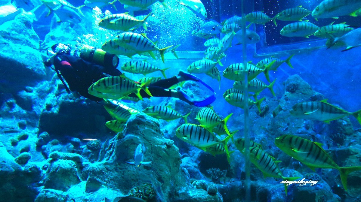 胶东半岛行（蓬莱海洋世界）