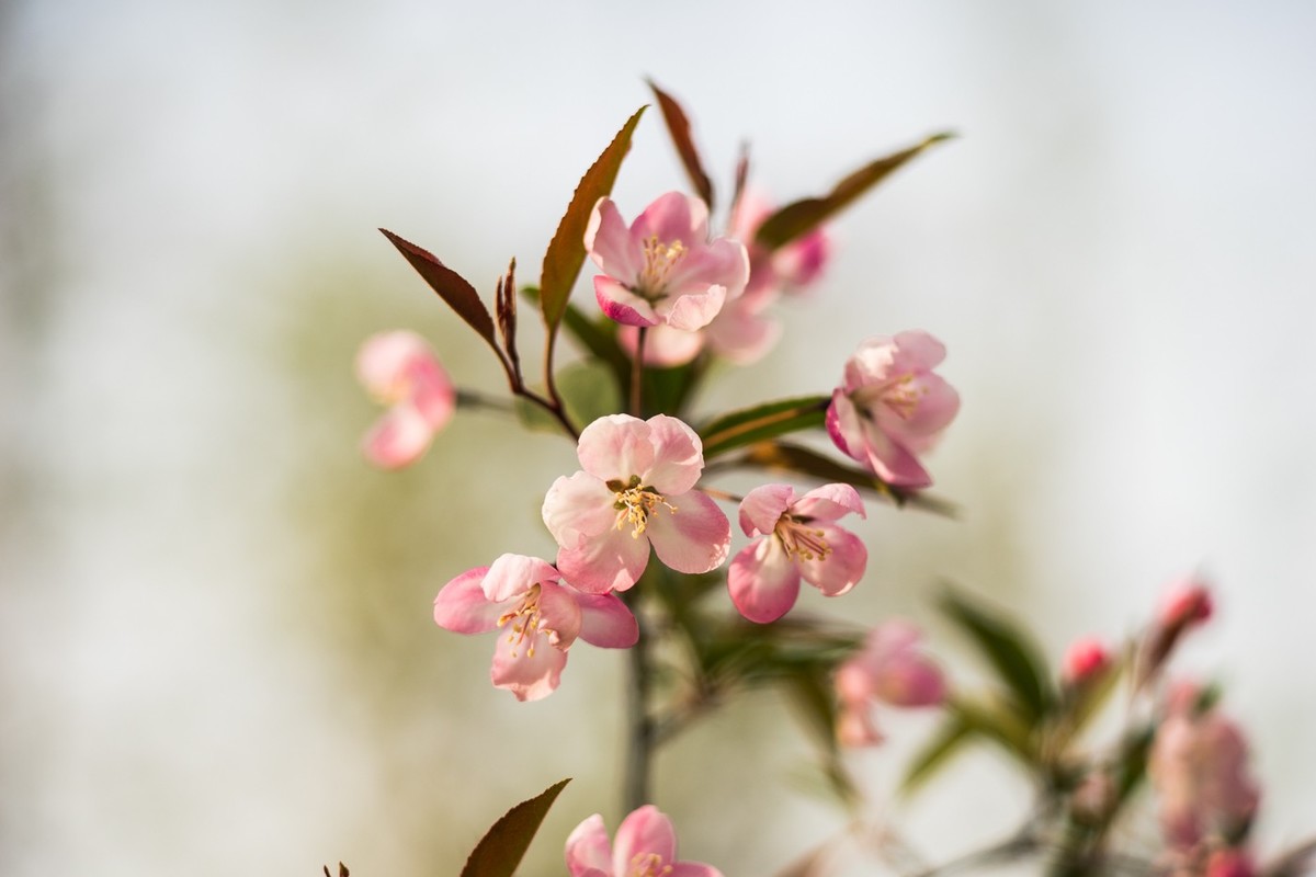 春天的花海棠