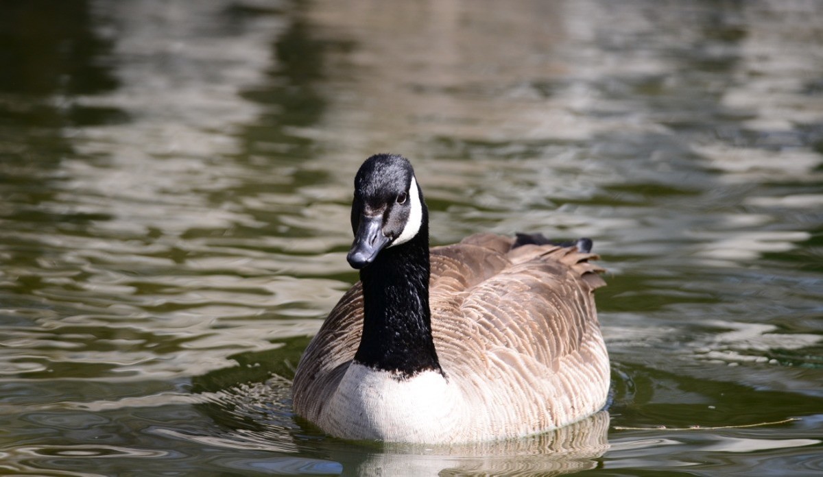 新入此头，还是老地方动物园试镜