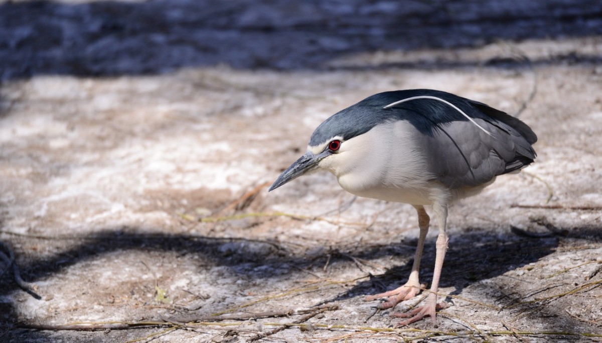 新入此头，还是老地方动物园试镜