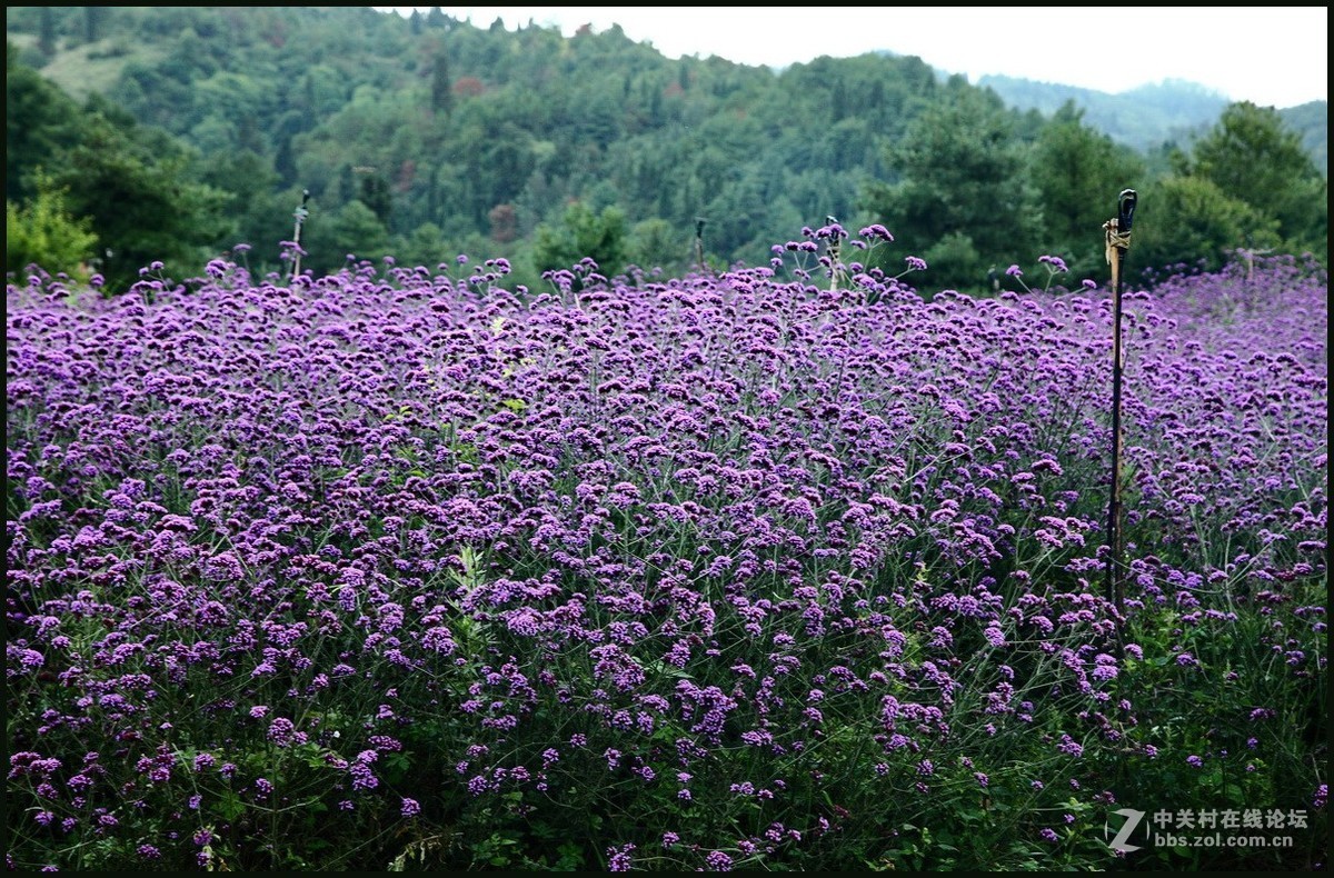 紫色花海—1