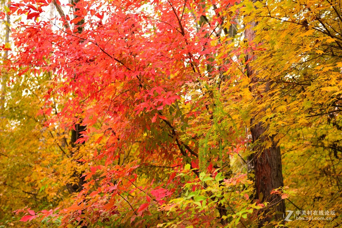 枫林红叶染金秋