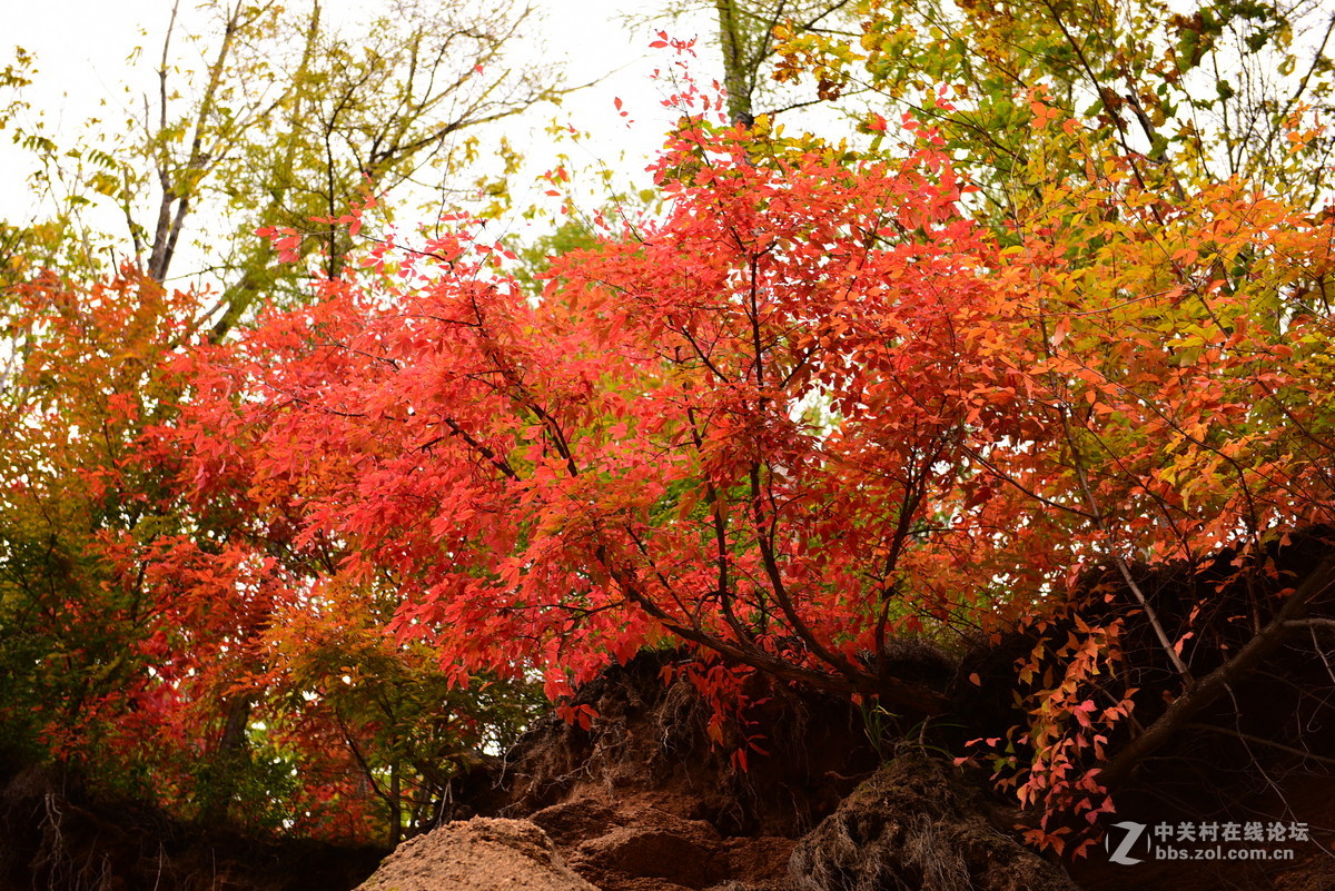 枫林红叶染金秋