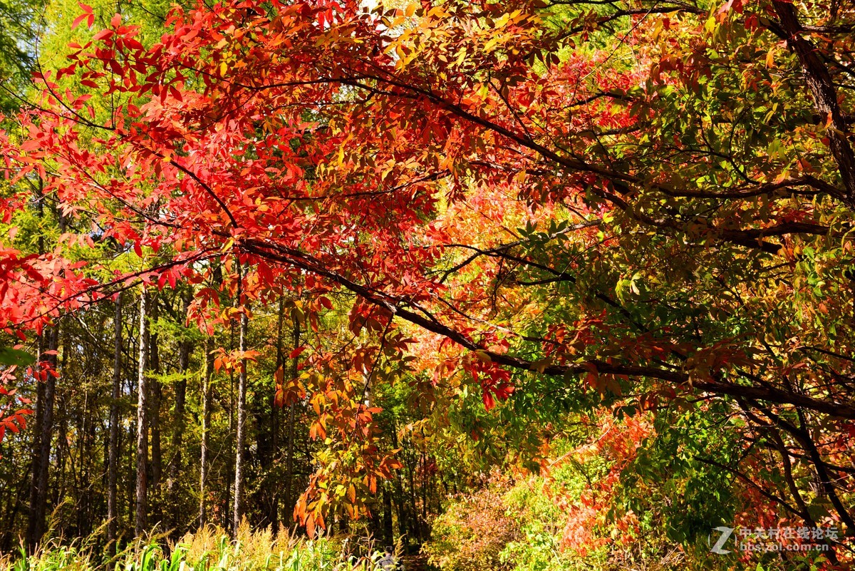 枫林红叶染金秋