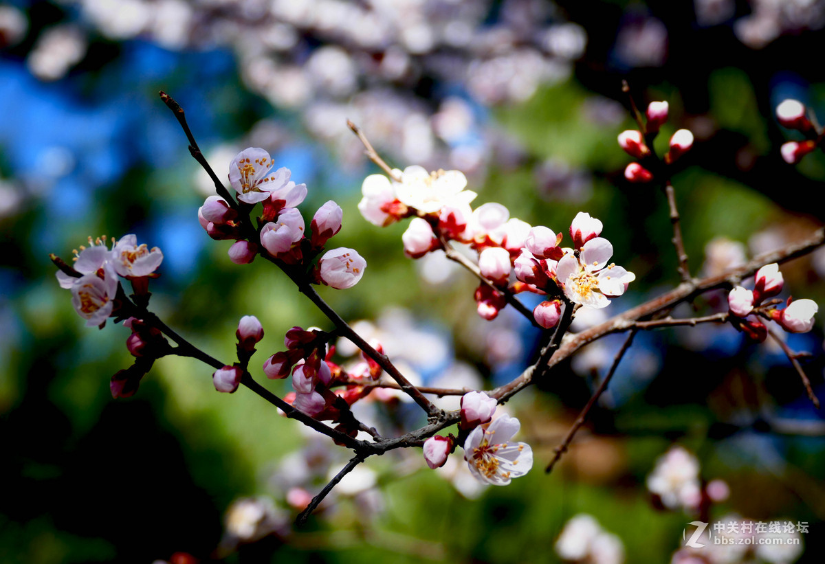 莱卡蓝-玉渊潭拍樱花（风大！有影响）