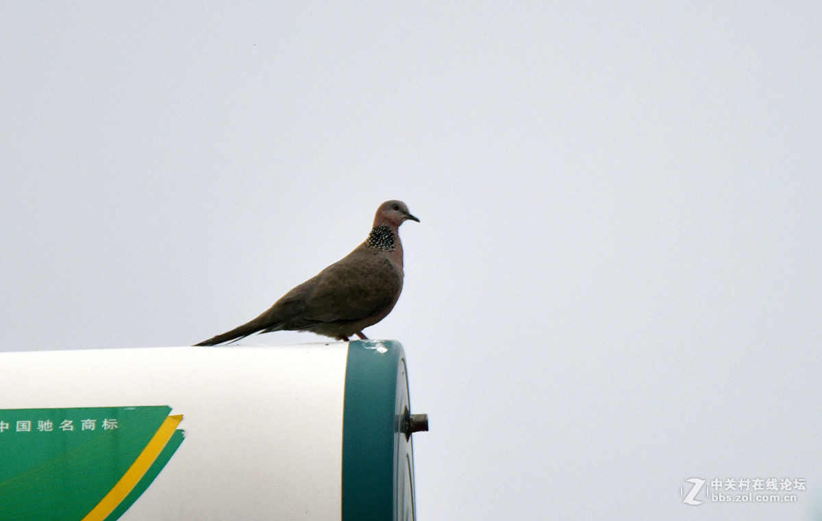 在家的窗台上也能打鸟