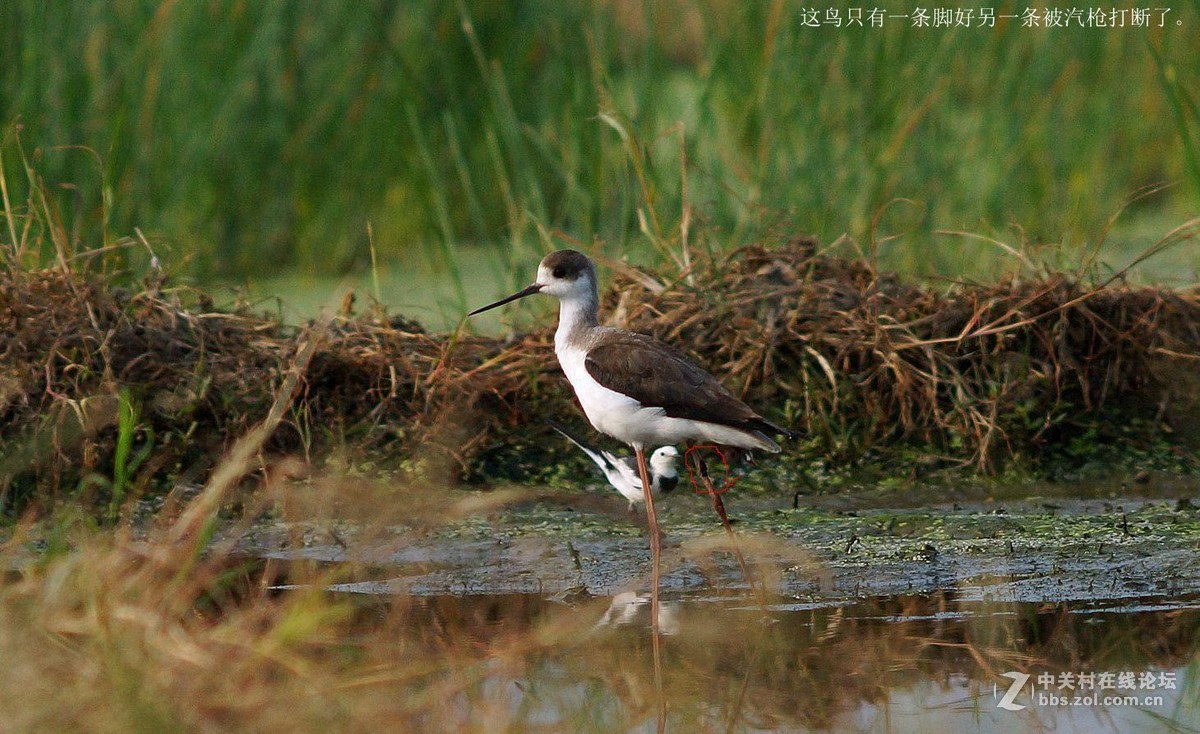 可怜受了伤的鸟