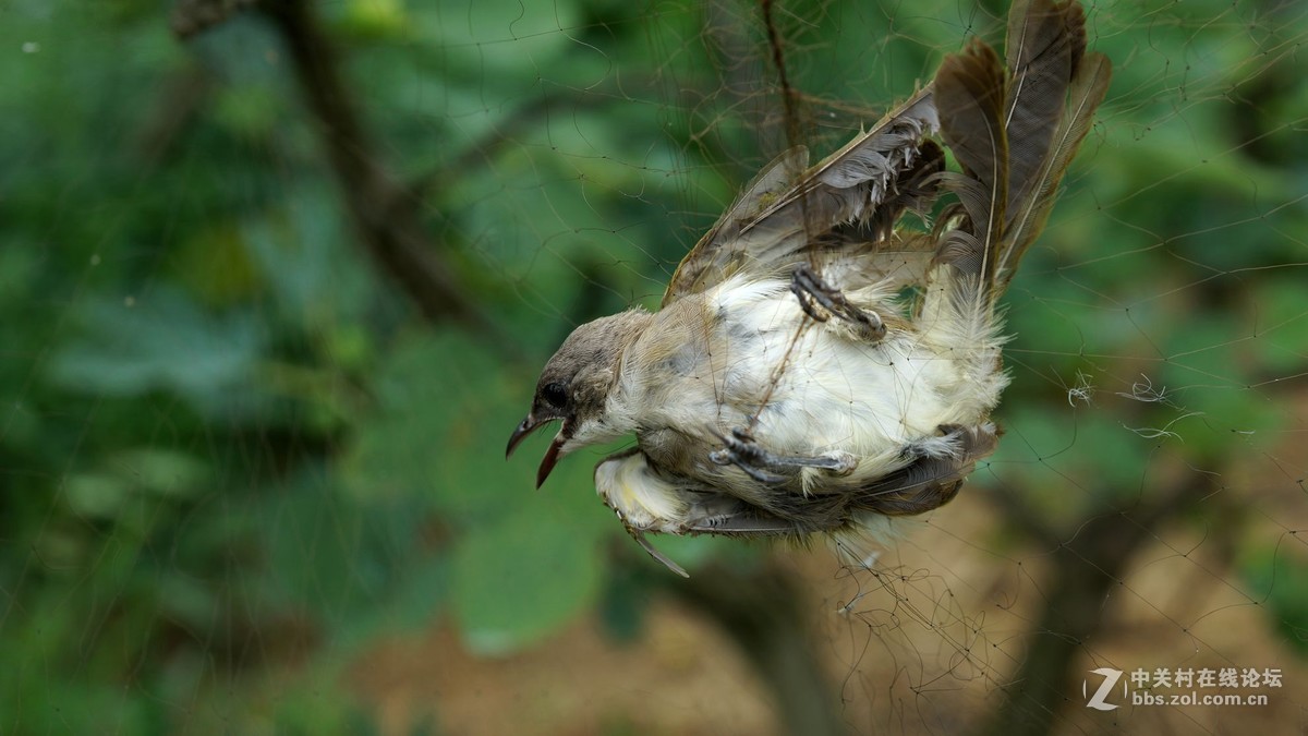 可怜受了伤的鸟