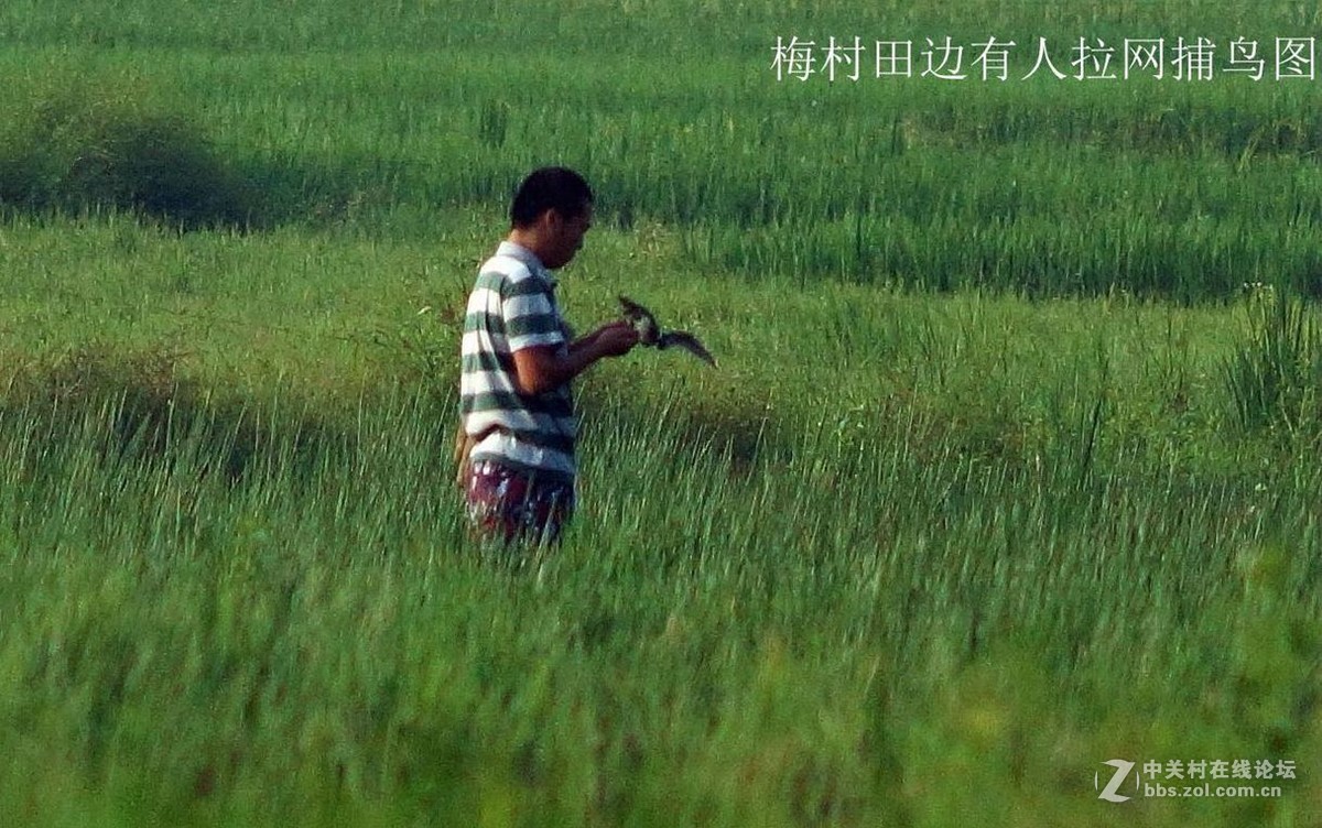 可怜受了伤的鸟