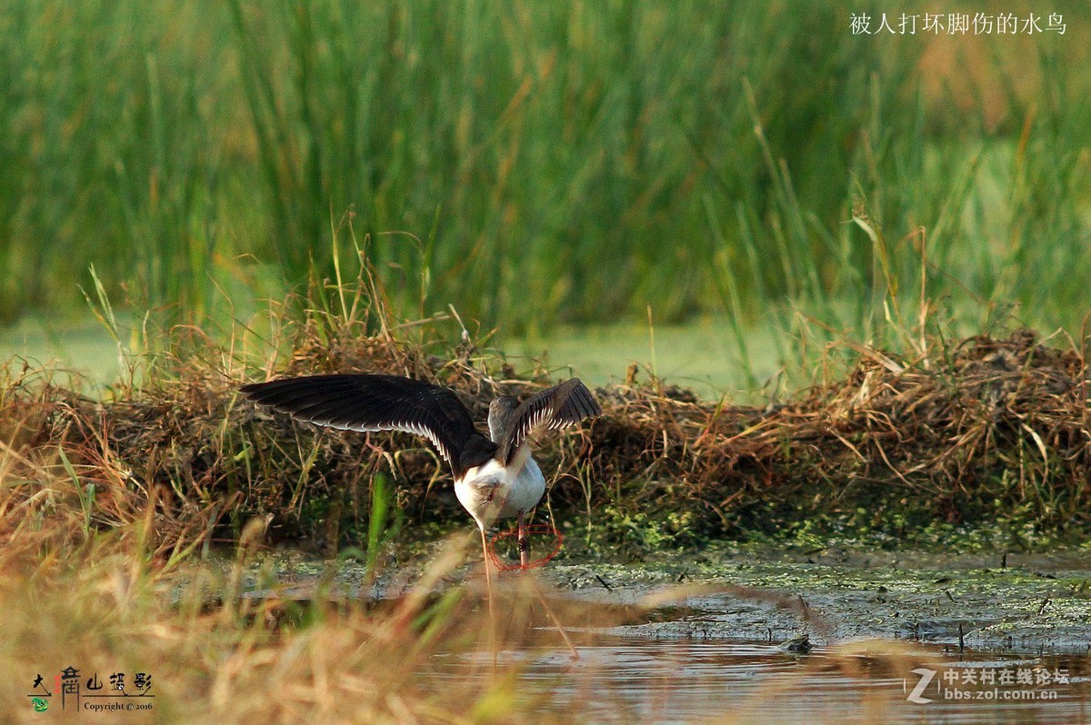 可怜受了伤的鸟