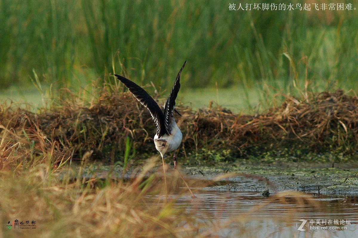 可怜受了伤的鸟