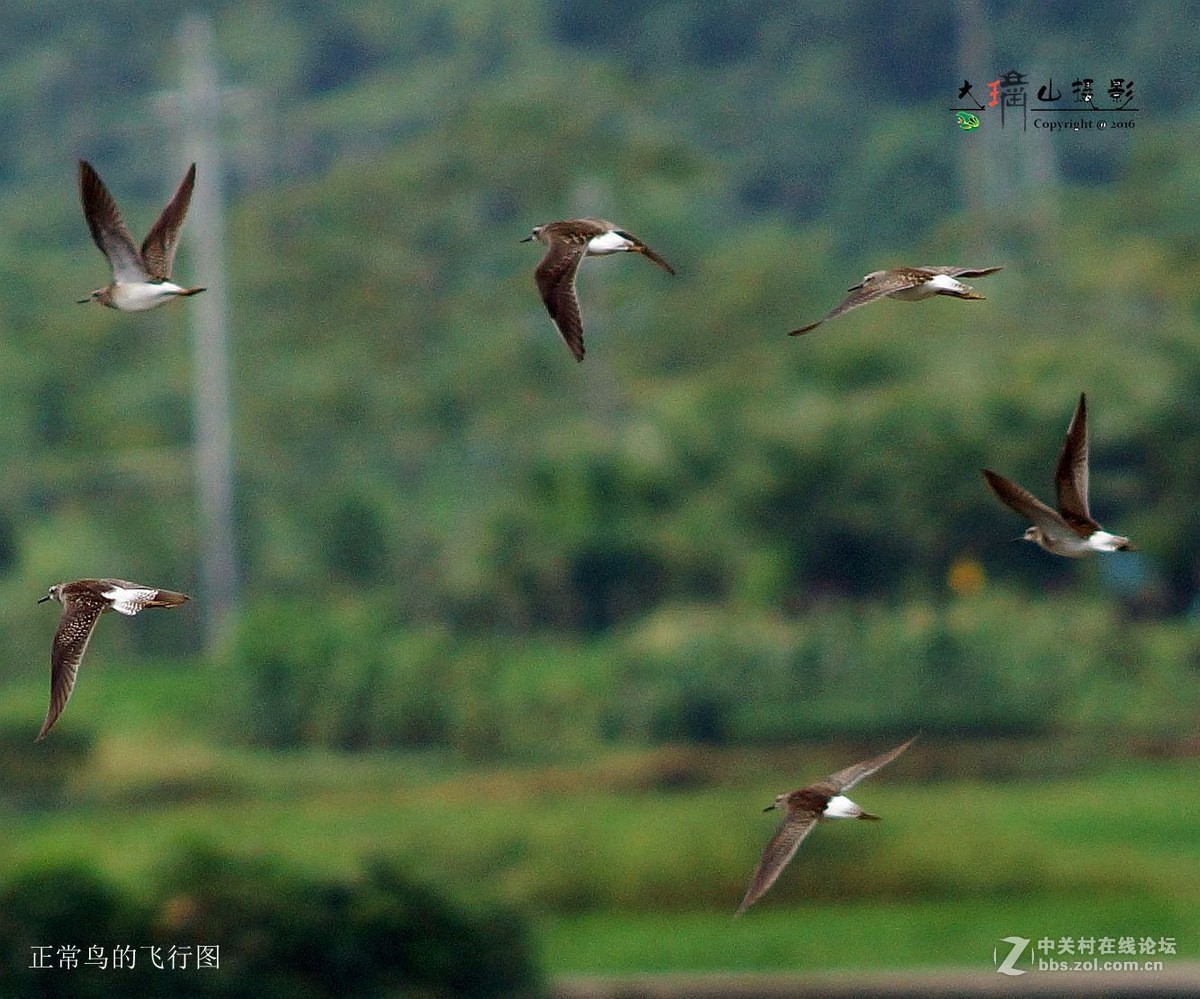 可怜受了伤的鸟