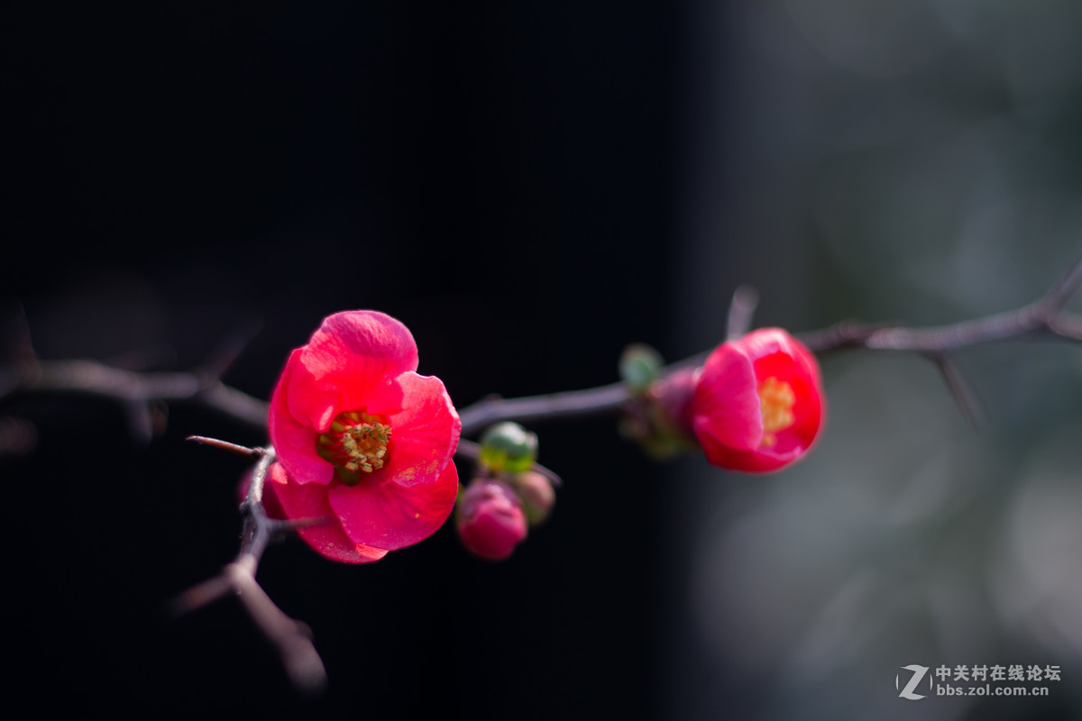 650D+小痰盂，初春下的梅花