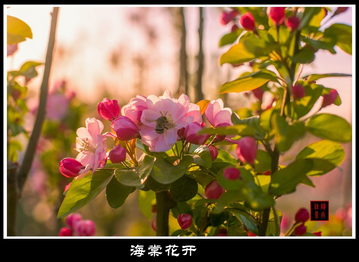 #佳能月赛-与佳能一起去踏青#   光影——海棠花