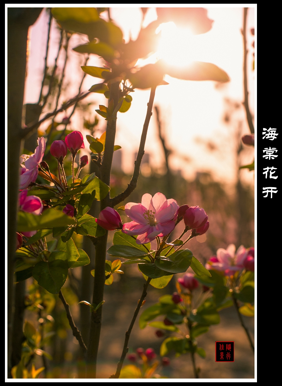 #佳能月赛-与佳能一起去踏青#   光影——海棠花