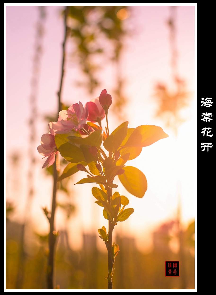 #佳能月赛-与佳能一起去踏青#   光影——海棠花