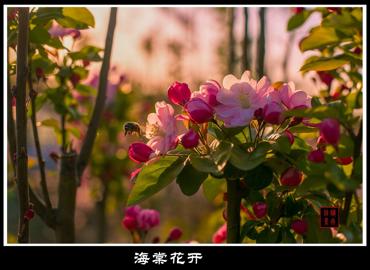 一组光影海棠花