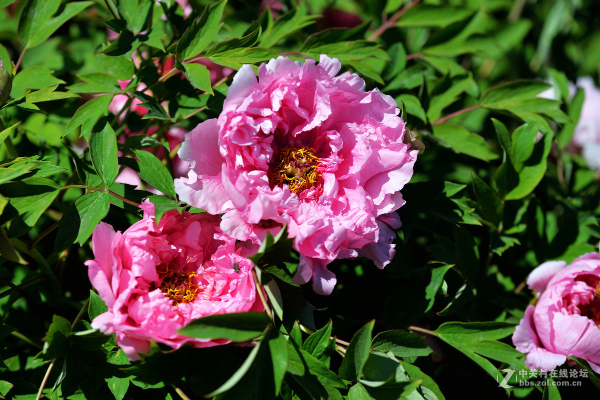 山东栖霞太虚宫牧丹花