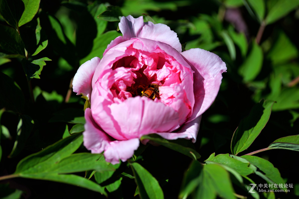 山东栖霞太虚宫牧丹花