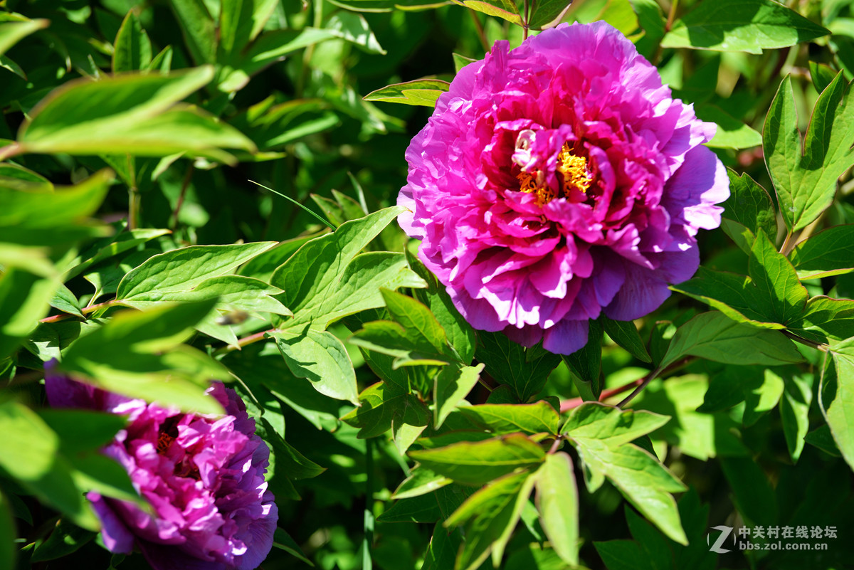 山东栖霞太虚宫牧丹花