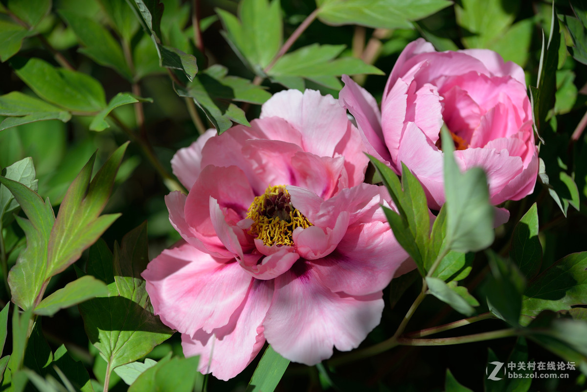 山东栖霞太虚宫牧丹花