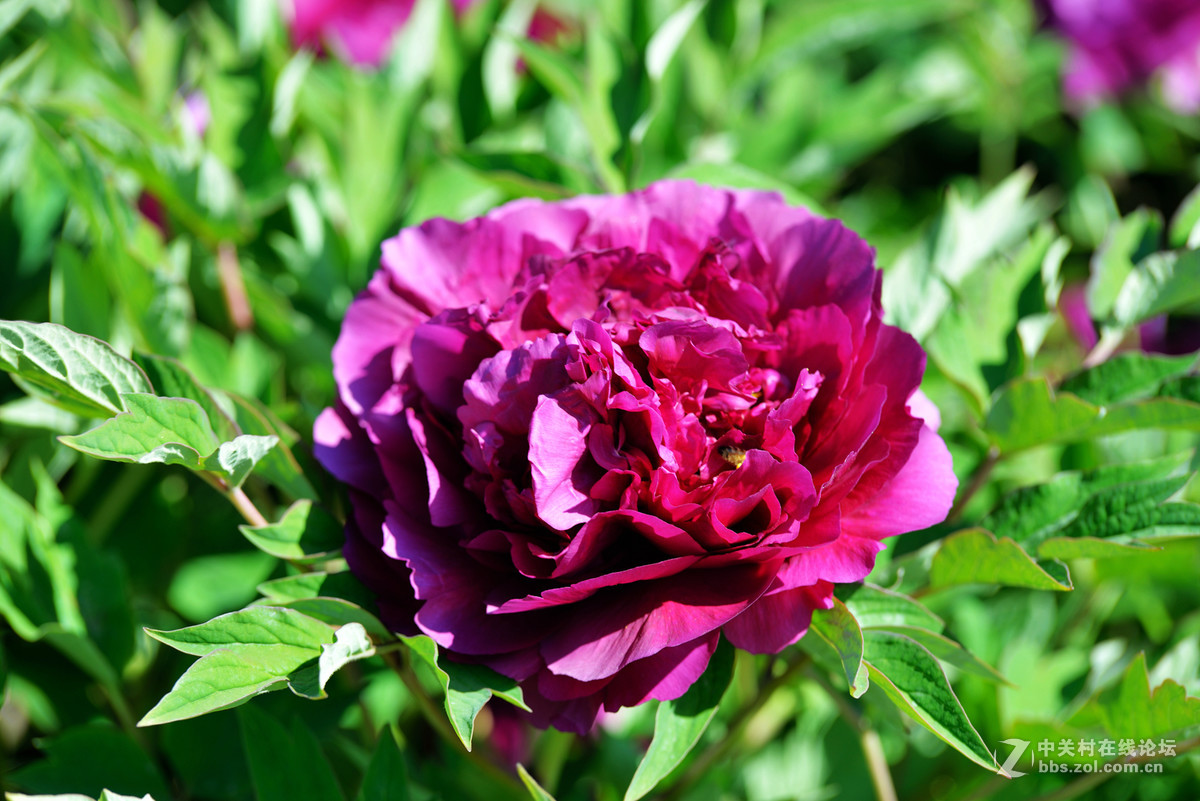 山东栖霞太虚宫牧丹花