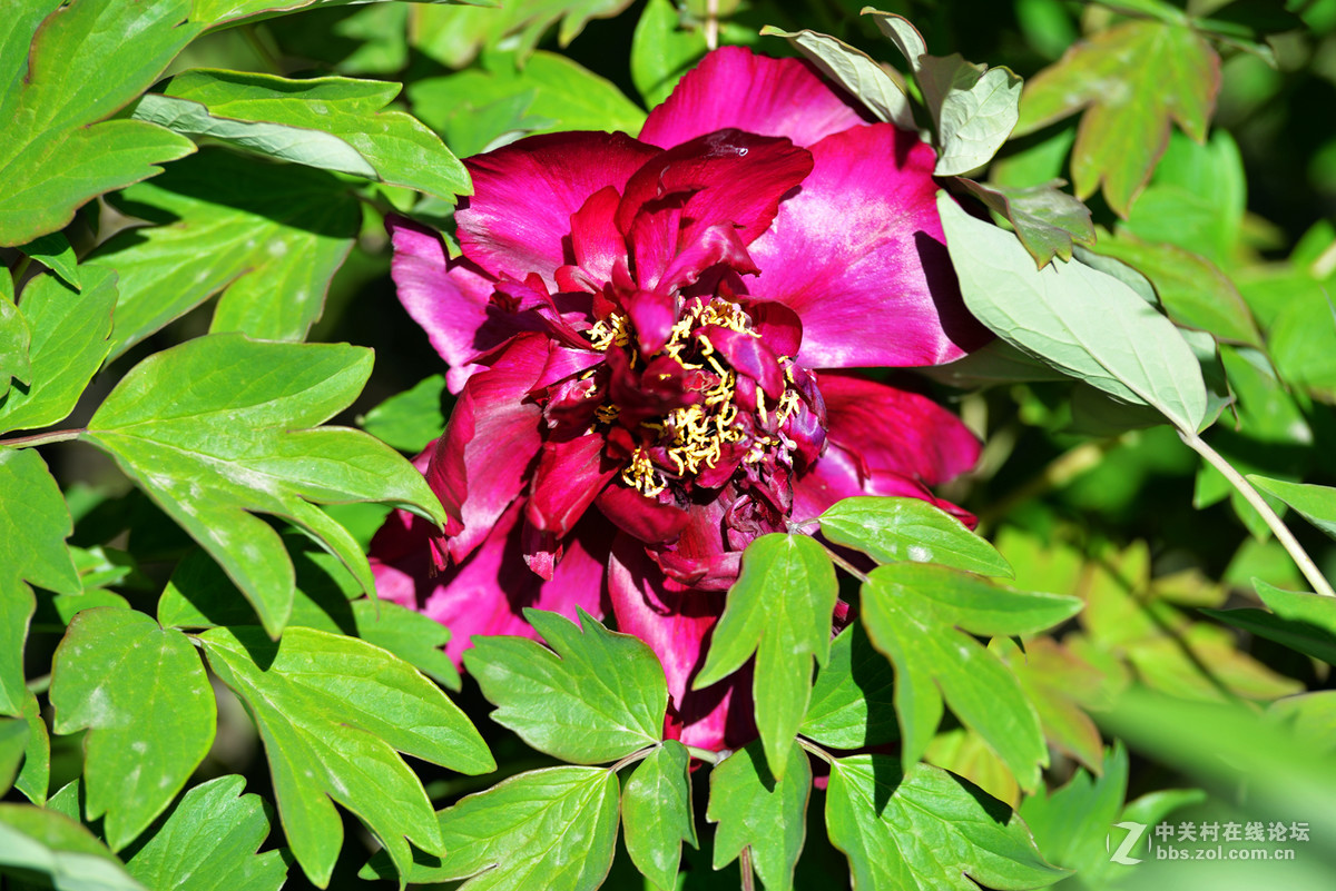 山东栖霞太虚宫牧丹花