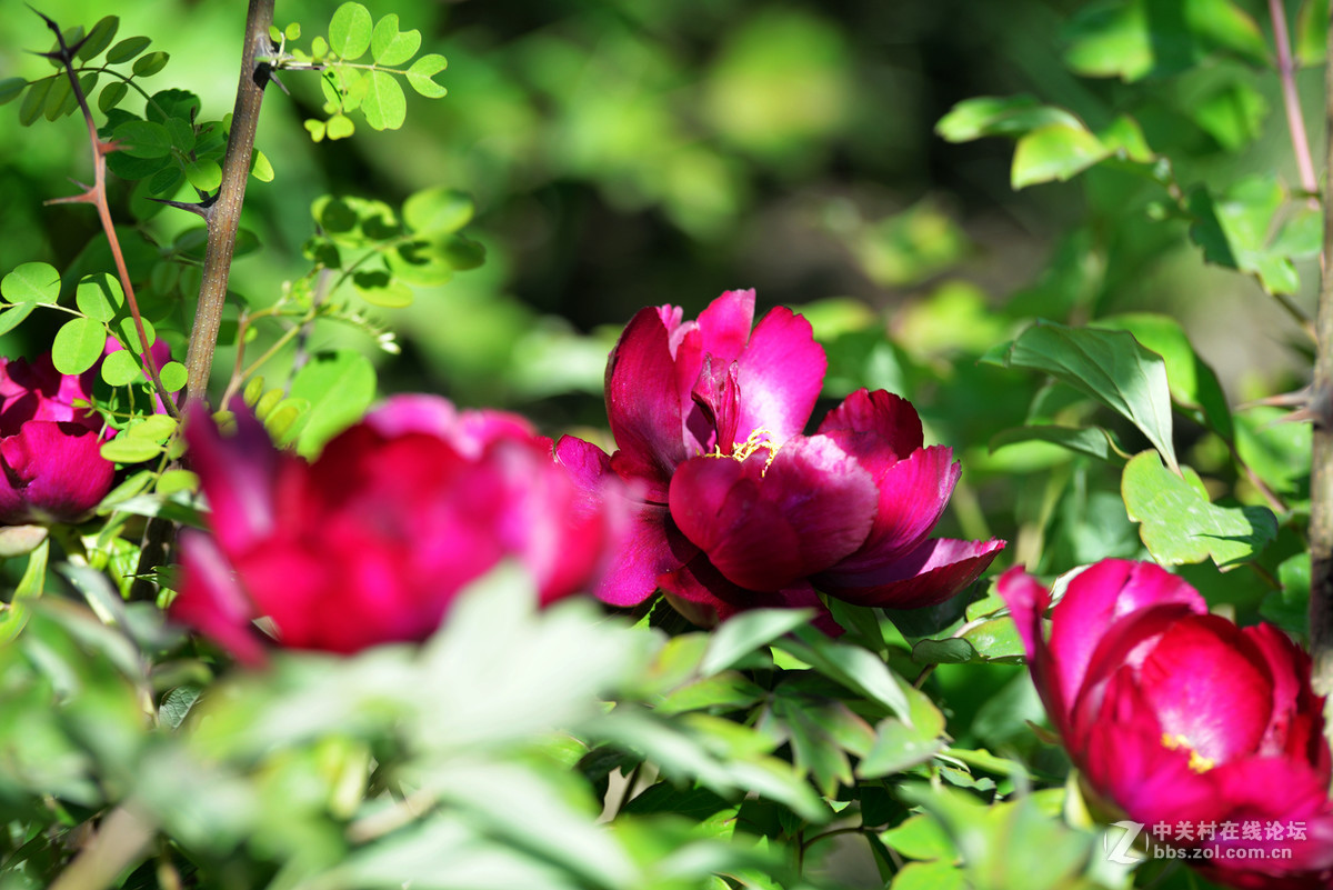 山东栖霞太虚宫牧丹花