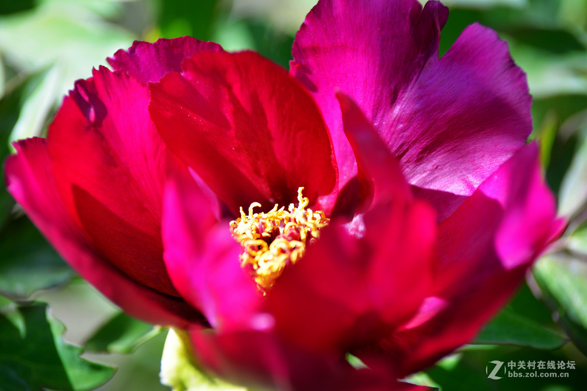 山东栖霞太虚宫牧丹花