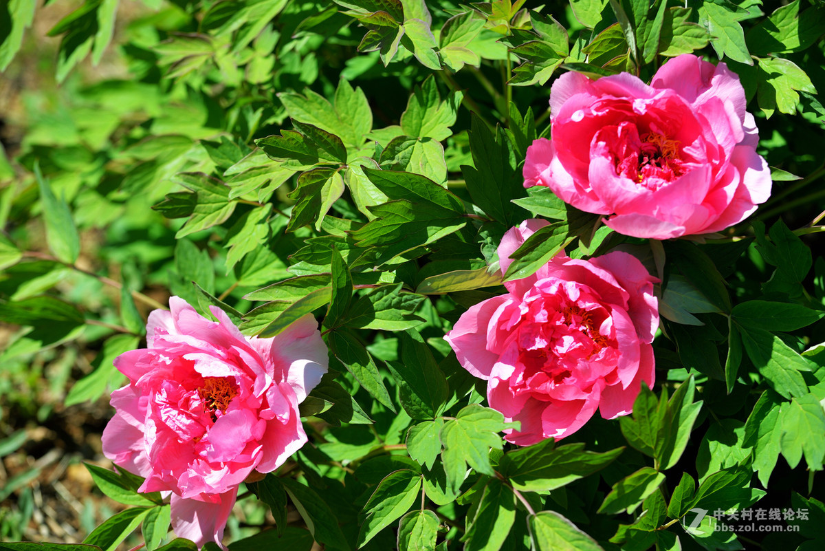 山东栖霞太虚宫牧丹花