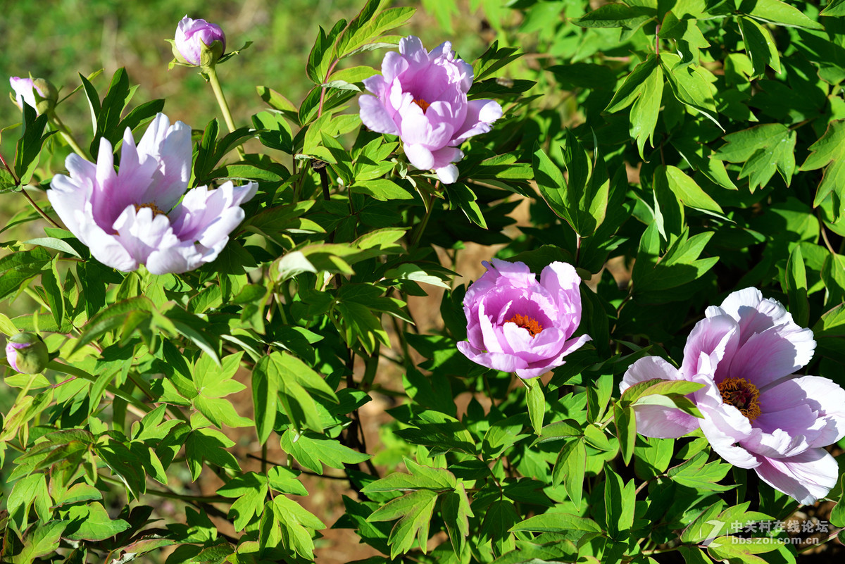 山东栖霞太虚宫牧丹花