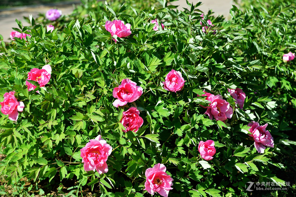 山东栖霞太虚宫牧丹花