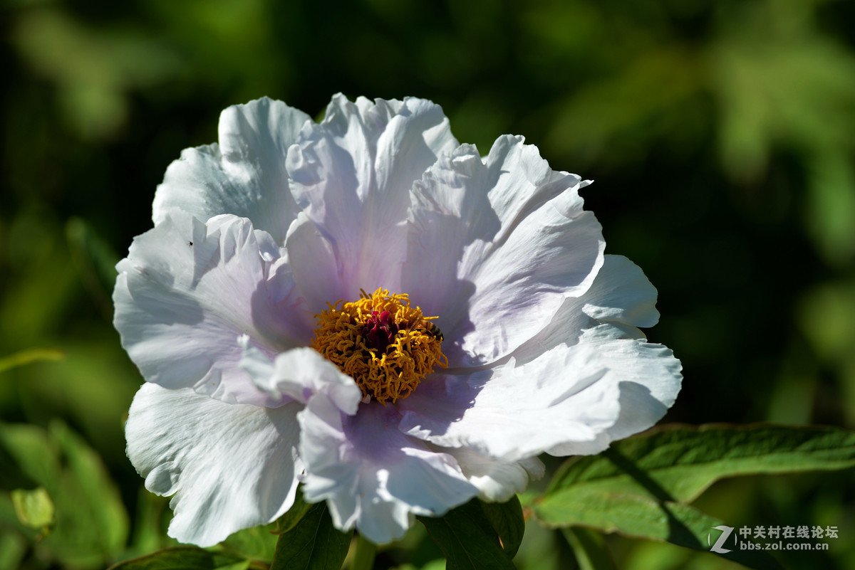 山东栖霞太虚宫牧丹花