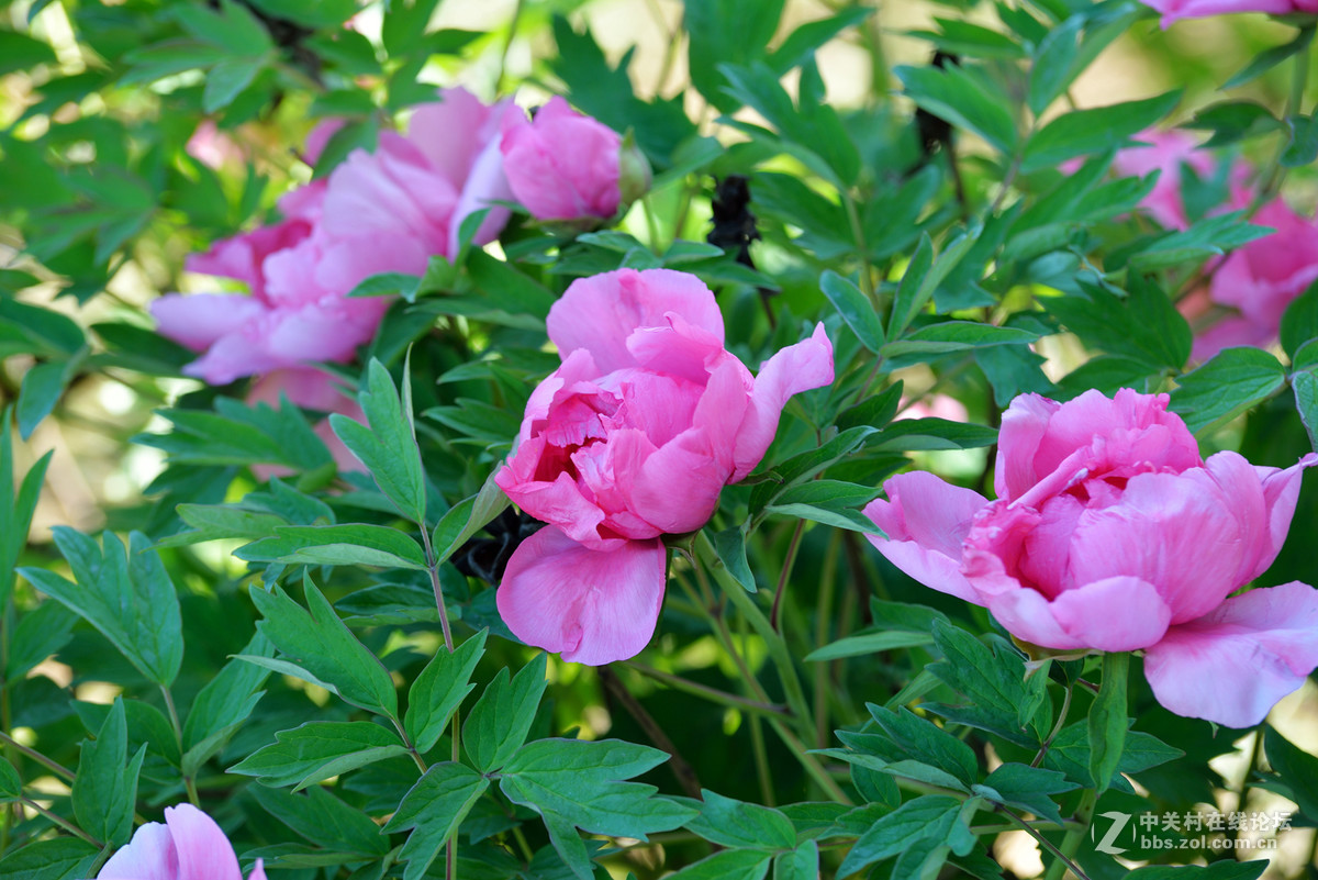 山东栖霞太虚宫牧丹花