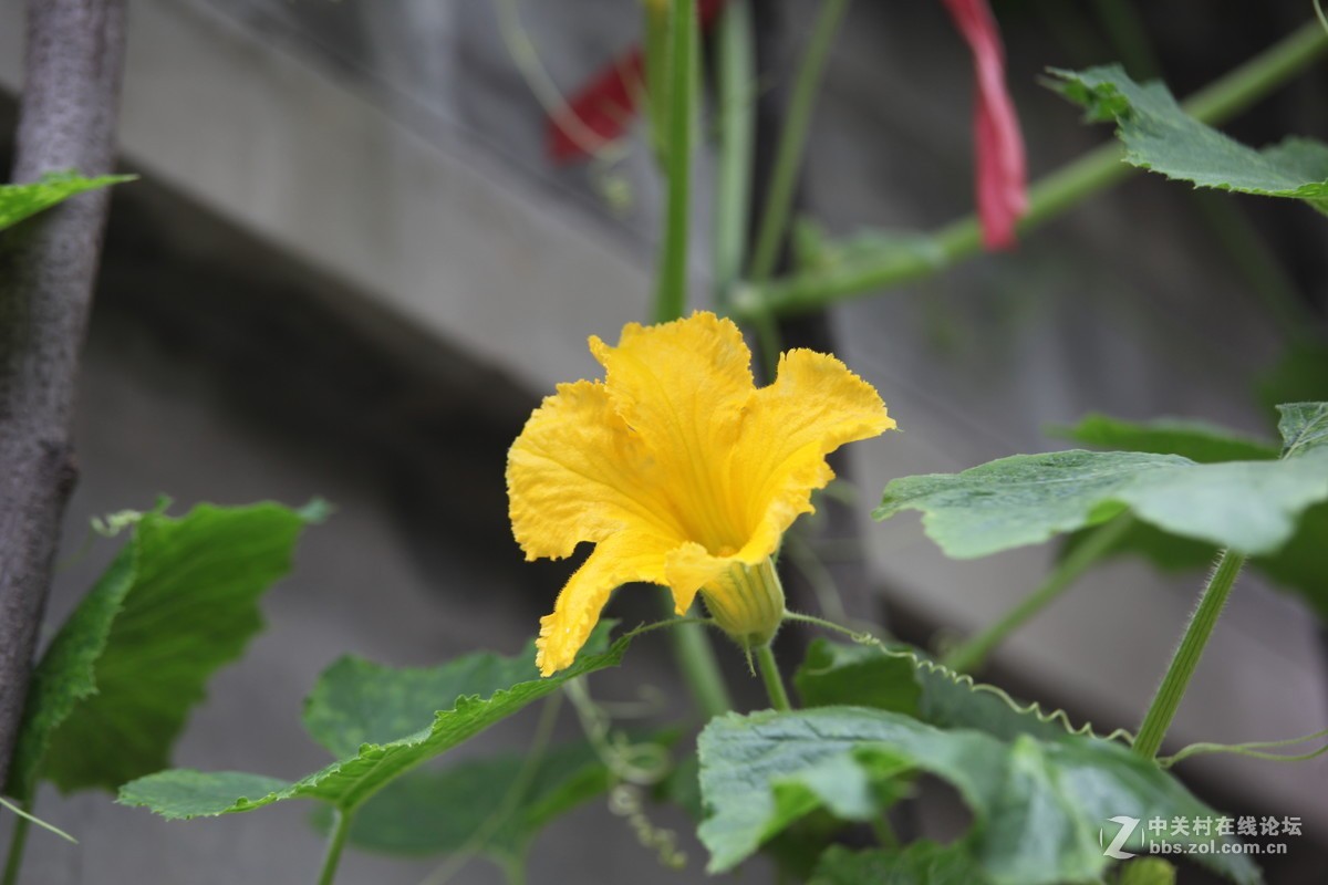 老镜头的一点贡献