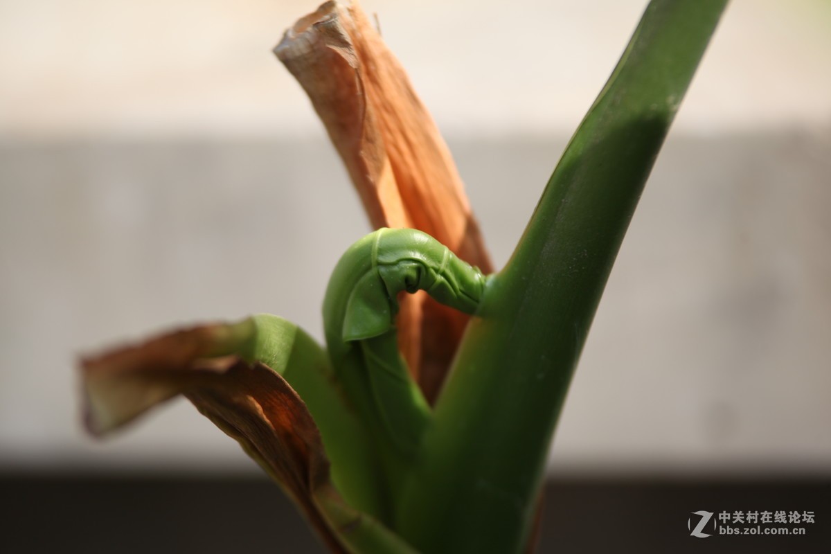 老镜头的一点贡献