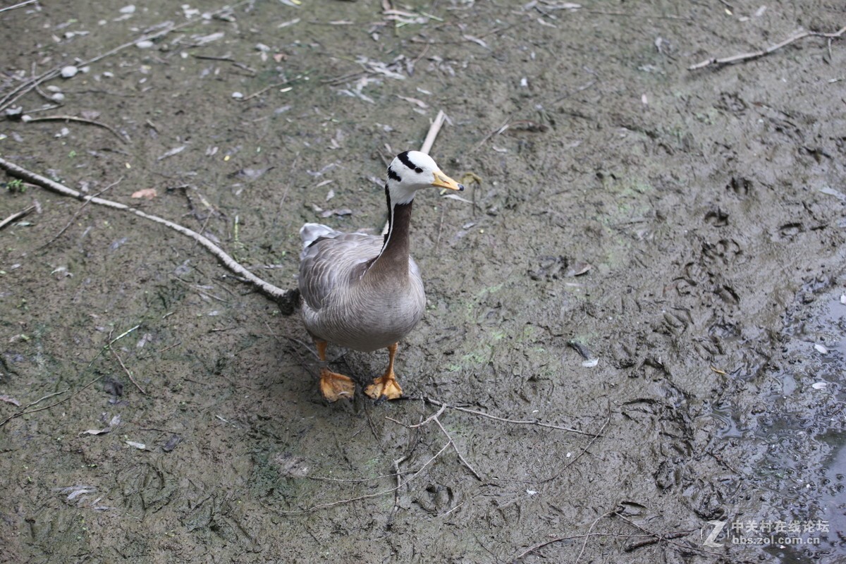 老镜头的一点贡献